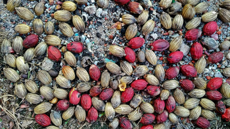 small larch fruits fall on the groundの写真素材