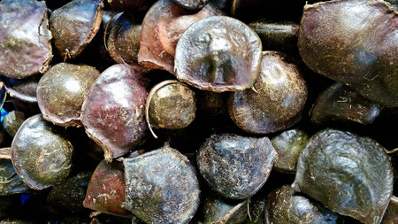 asian fruits "jering"の写真素材