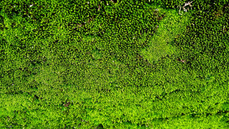 moss green natural closed upの写真素材