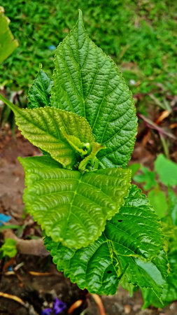 fresh green leaves