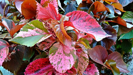 red leaves flowerの写真素材