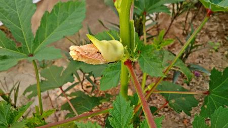 nature plant vegetable gardenの写真素材