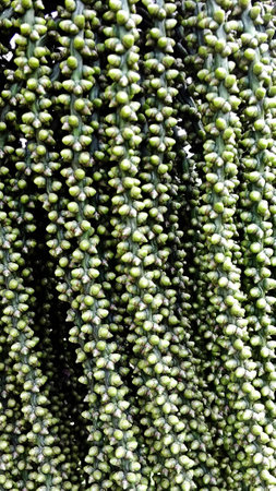 nature pattern young stalks