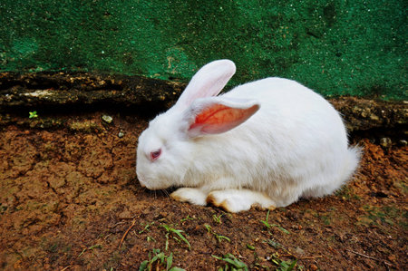clean white rabbit