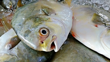 wet market fresh fish