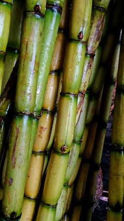 asian sweet natural plant "Tebu"の写真素材