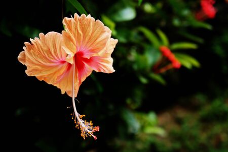flower of nationality-hibiscus flowersの写真素材