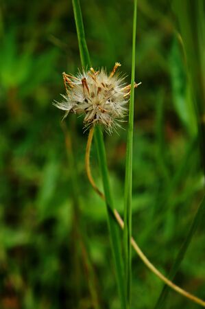 nature small flower grass