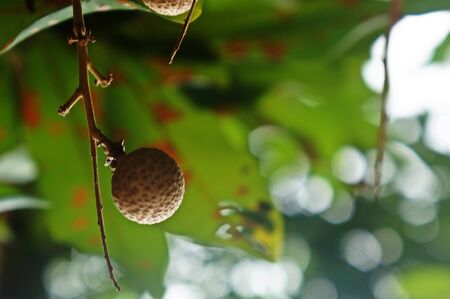 asian local fruit "Buah Mata Kucing"の写真素材