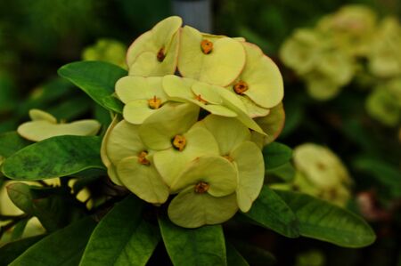 green flower nature closed upの写真素材