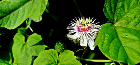 beautiful little wildflowers live naturally