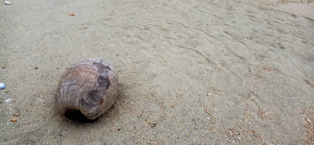 a dried coconut drifted stranded on the shore