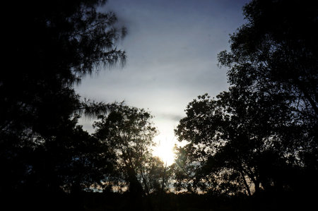 the evening view of the sunset is seen from the crevice of the treesの写真素材