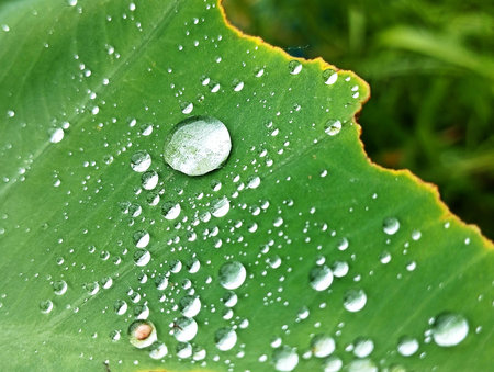 fresh green leaves with raindrops are very natural and beautifulの写真素材
