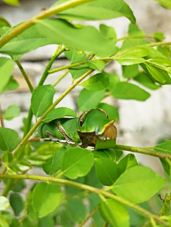 Green caterpillar on a branch of a tree in the garden.