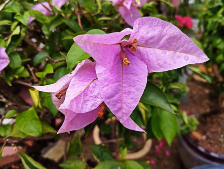 Pink bougainvillea flower in the garden, stock photo