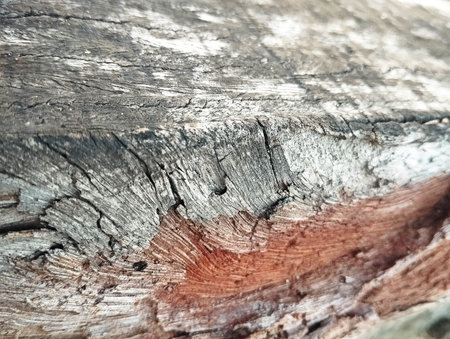 The texture of the bark of an old tree. Background, texture