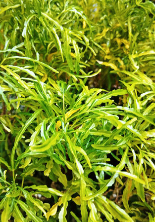 Green leaves of a plant in the garden, close-up.の写真素材