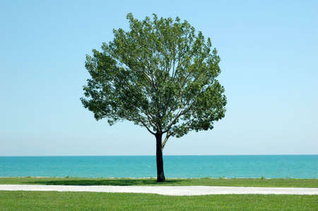  lonely tree on lake shoreの写真素材