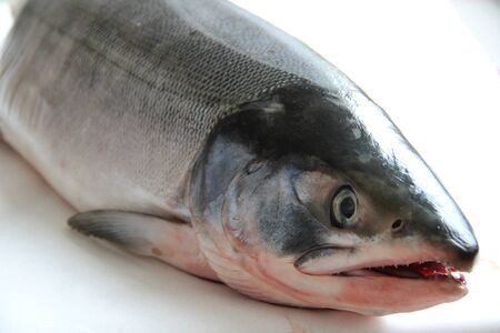 fresh salmon
