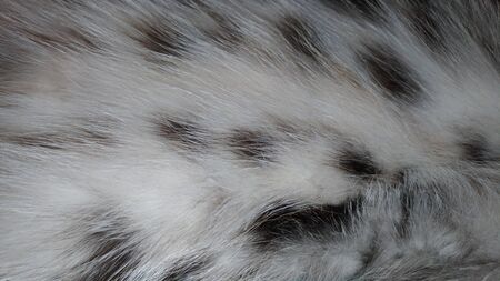 Spotted by fluffy fur on the belly of the cat