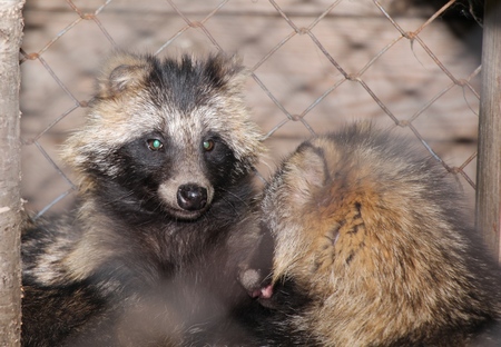 Raccoons in the open-air cage / Wild raccoons in the zooの写真素材