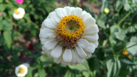 White flower with yellow stamens on the flowerbed / Garden ornamental plantの写真素材