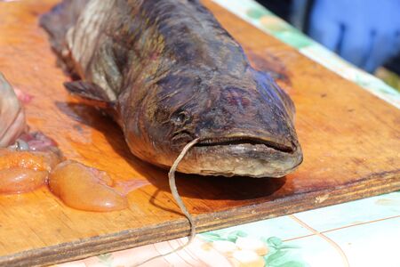 Fish catfish fresh / Fish head with a mustache