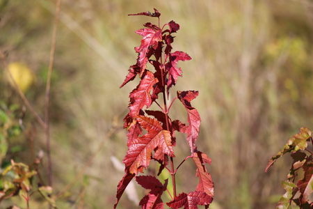 Autumn landscape with red leaves / Branch with red leaves / Blused backgroundの写真素材