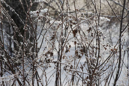 Dry grass in the snow / Snowy winter landscape / season of winter