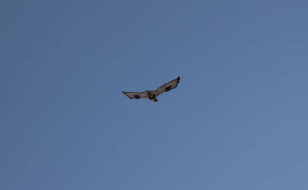 The flying bird in the sky / Wingspan / Free flight in the sky