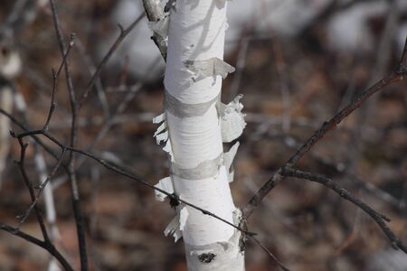 Birch trunk with birch bark in the foreground / Spring in the taiga / Bare tree branchesの写真素材