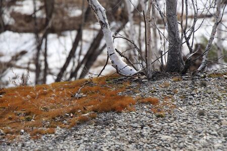Spring landscape / Birches on stones / Moss on stonesの写真素材