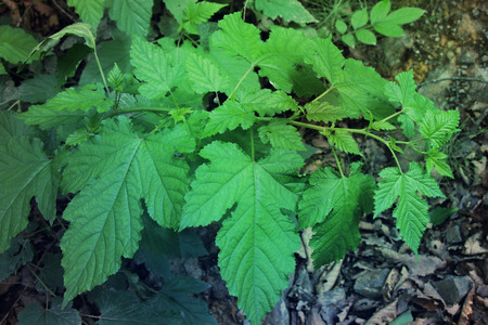 Green leaves on the background of the earth / Blackberry branch with bright green beautiful leaves /...
