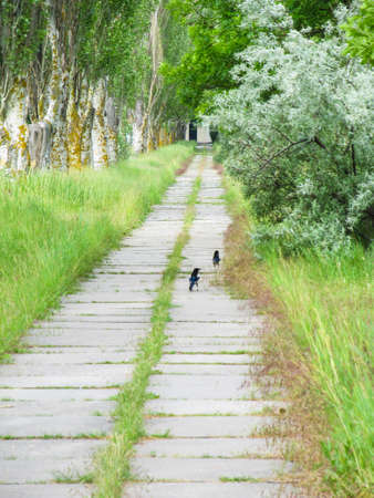 Two black crows walking between the grass along the sidewalkの写真素材