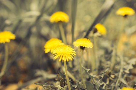 Yellow dandelions in springの写真素材