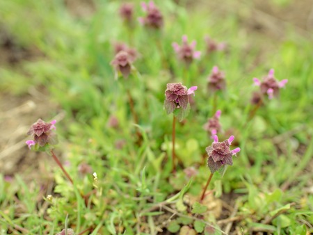 lilac wildflowers on a spring warm dayの写真素材