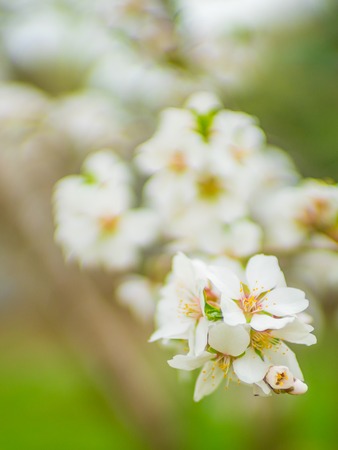 Flowering almond tree close up. Spring gardenの写真素材