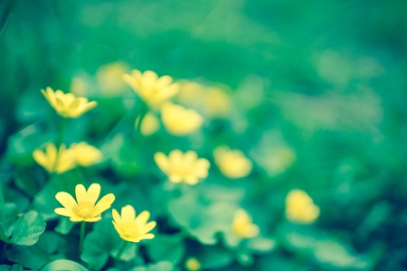Buttercups yellow close up. Flower meadow. Ranunculus