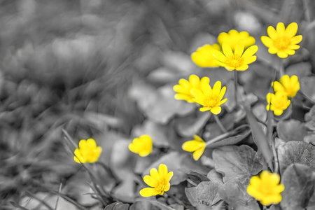 Buttercups yellow close up. Flower meadow. Ranunculusの写真素材