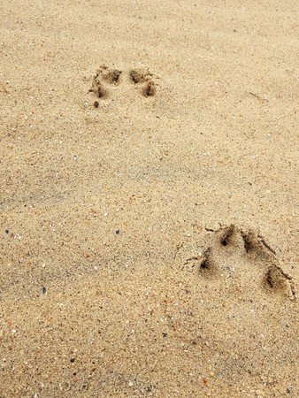 traces of dogs paws in the sandの写真素材