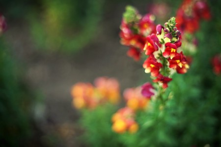 red flowers snapdragonの写真素材