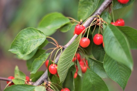 The branch of the cherry tree on which ripe berriesの写真素材