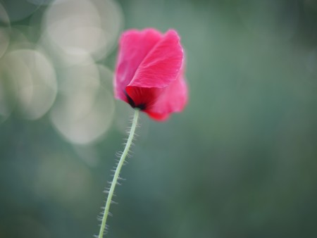 Red poppy with beautiful bokeh closeup in the gardenの写真素材