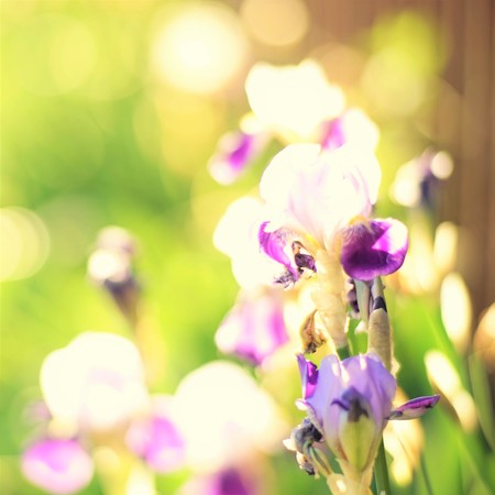 Purple irises grow in the summer garden