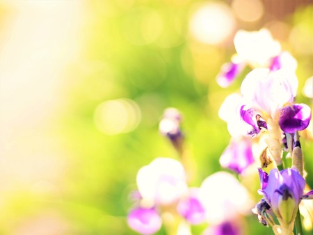 Purple irises grow in the summer gardenの写真素材