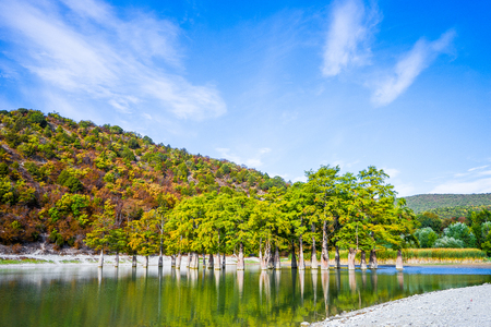 Cypress trees grow in the lake water on an autumn dayの写真素材
