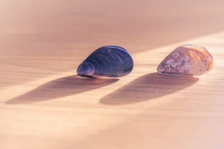 Two bivalve mollusksの写真素材