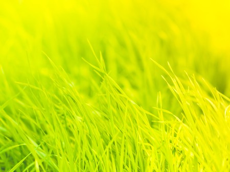 Green grass natural background texture,