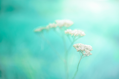 Natural background with dry flower stems. Blue blurred backdrop, autumn timeの写真素材